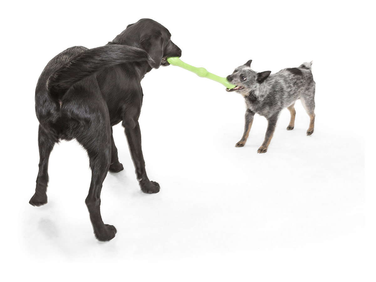 ZWIG_JUNGLE_HEELER_LAB_TUGGING_1