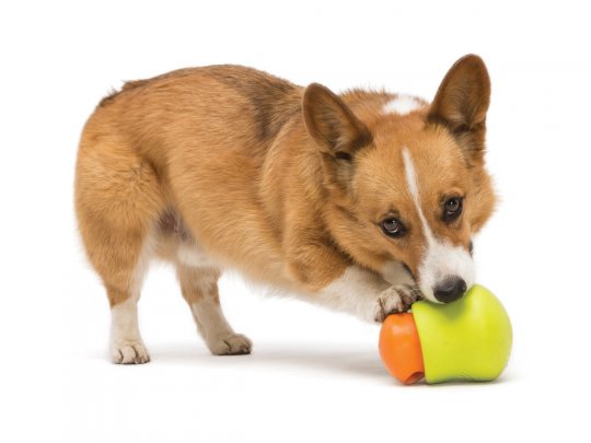 toppl-dog-toy-corgy